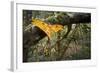 Male Comet - Madagascar Moon Moth (Argema Mittrei) Recently Emerged Drying Its Wings-Nick Garbutt-Framed Photographic Print