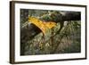 Male Comet - Madagascar Moon Moth (Argema Mittrei) Recently Emerged Drying Its Wings-Nick Garbutt-Framed Photographic Print