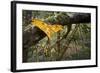 Male Comet - Madagascar Moon Moth (Argema Mittrei) Recently Emerged Drying Its Wings-Nick Garbutt-Framed Photographic Print