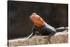 Male Common Agama Head (Agama Agama)-Reinhard Dirscherl-Stretched Canvas