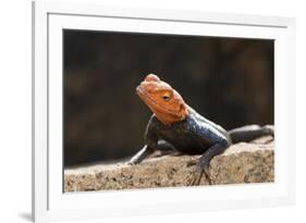 Male Common Agama Head (Agama Agama)-Reinhard Dirscherl-Framed Photographic Print