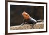 Male Common Agama Head (Agama Agama)-Reinhard Dirscherl-Framed Photographic Print