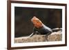 Male Common Agama Head (Agama Agama)-Reinhard Dirscherl-Framed Photographic Print