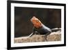 Male Common Agama Head (Agama Agama)-Reinhard Dirscherl-Framed Photographic Print