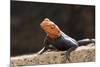 Male Common Agama Head (Agama Agama)-Reinhard Dirscherl-Mounted Photographic Print