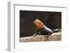 Male Common Agama Head (Agama Agama)-Reinhard Dirscherl-Framed Photographic Print