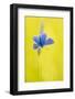 Male common blue butterfly basking wings open on grass, UK-Ross Hoddinott-Framed Photographic Print