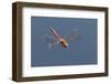 Male Common Darter Dragonfly (Sympetrum Striolatum) in Flight, Dorset, UK-Ross Hoddinott-Framed Photographic Print