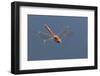 Male Common Darter Dragonfly (Sympetrum Striolatum) in Flight, Dorset, UK-Ross Hoddinott-Framed Photographic Print