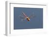 Male Common Darter Dragonfly (Sympetrum Striolatum) in Flight, Dorset, UK-Ross Hoddinott-Framed Photographic Print