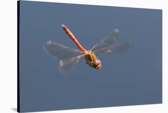 Male Common Darter Dragonfly (Sympetrum Striolatum) in Flight, Dorset, UK-Ross Hoddinott-Stretched Canvas