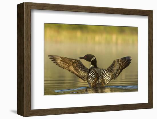 Male common loon drying his wings on Beaver Lake near Whitefish, Montana, USA-Chuck Haney-Framed Photographic Print