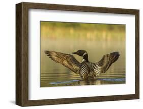Male common loon drying his wings on Beaver Lake near Whitefish, Montana, USA-Chuck Haney-Framed Photographic Print