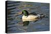 Male Common Merganser, Swimming, Reflection, Dawson Creek Park, Hillsboro, Oregon, Usa-Michel Hersen-Stretched Canvas