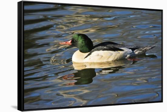 Male Common Merganser, Swimming, Reflection, Dawson Creek Park, Hillsboro, Oregon, Usa-Michel Hersen-Framed Stretched Canvas