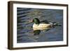 Male Common Merganser, Swimming, Reflection, Dawson Creek Park, Hillsboro, Oregon, Usa-Michel Hersen-Framed Photographic Print