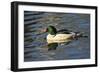 Male Common Merganser, Swimming, Reflection, Dawson Creek Park, Hillsboro, Oregon, Usa-Michel Hersen-Framed Photographic Print