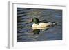 Male Common Merganser, Swimming, Reflection, Dawson Creek Park, Hillsboro, Oregon, Usa-Michel Hersen-Framed Photographic Print