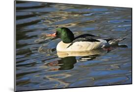 Male Common Merganser, Swimming, Reflection, Dawson Creek Park, Hillsboro, Oregon, Usa-Michel Hersen-Mounted Photographic Print