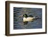 Male Common Merganser, Swimming, Reflection, Dawson Creek Park, Hillsboro, Oregon, Usa-Michel Hersen-Framed Photographic Print