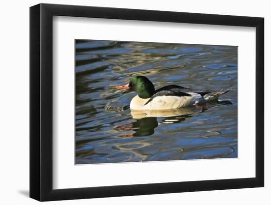 Male Common Merganser, Swimming, Reflection, Dawson Creek Park, Hillsboro, Oregon, Usa-Michel Hersen-Framed Photographic Print