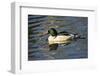 Male Common Merganser, Swimming, Reflection, Dawson Creek Park, Hillsboro, Oregon, Usa-Michel Hersen-Framed Photographic Print