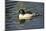 Male Common Merganser, Swimming, Reflection, Dawson Creek Park, Hillsboro, Oregon, Usa-Michel Hersen-Mounted Photographic Print