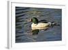 Male Common Merganser, Swimming, Reflection, Dawson Creek Park, Hillsboro, Oregon, Usa-Michel Hersen-Framed Photographic Print