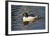 Male Common Merganser, Swimming, Reflection, Dawson Creek Park, Hillsboro, Oregon, Usa-Michel Hersen-Framed Photographic Print