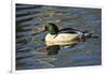 Male Common Merganser, Swimming, Reflection, Dawson Creek Park, Hillsboro, Oregon, Usa-Michel Hersen-Framed Photographic Print