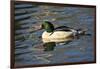 Male Common Merganser, Swimming, Reflection, Dawson Creek Park, Hillsboro, Oregon, Usa-Michel Hersen-Framed Photographic Print