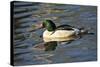 Male Common Merganser, Swimming, Reflection, Dawson Creek Park, Hillsboro, Oregon, Usa-Michel Hersen-Stretched Canvas