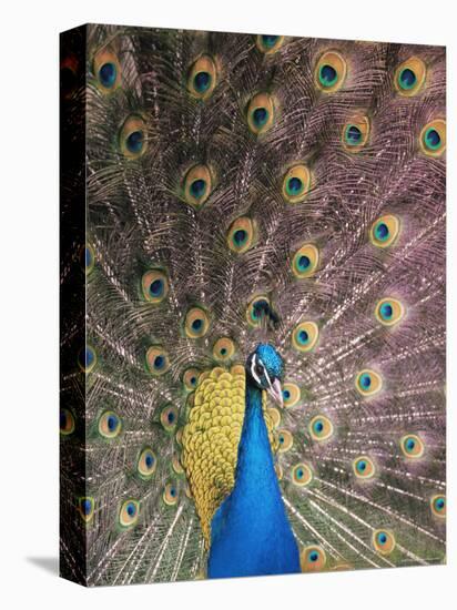 Male Common Peafowl, Displaying, Trowunna Widlife Park, Tasmania-Pete Oxford-Stretched Canvas