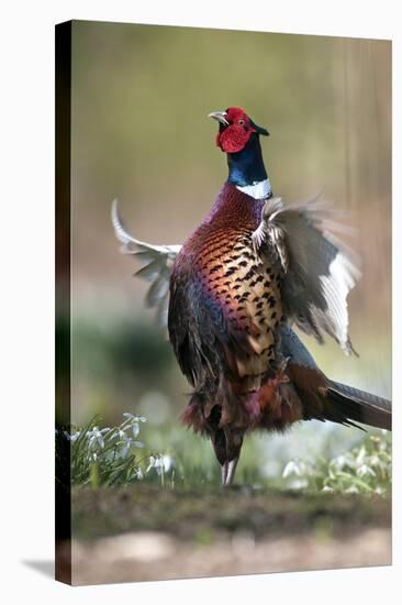 Male Common Pheasant-Colin Varndell-Stretched Canvas