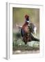 Male Common Pheasant-Colin Varndell-Framed Premium Photographic Print