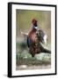 Male Common Pheasant-Colin Varndell-Framed Premium Photographic Print