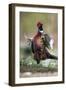 Male Common Pheasant-Colin Varndell-Framed Photographic Print