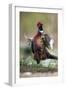 Male Common Pheasant-Colin Varndell-Framed Photographic Print