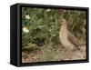 Male Common Quail (Coturnix Coturnix) Calling, Spain, May-Markus Varesvuo-Framed Stretched Canvas