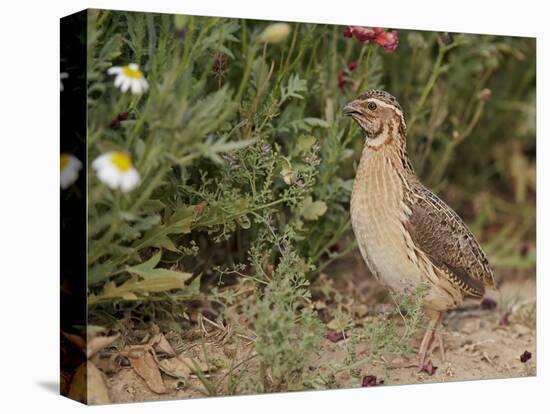 Male Common Quail (Coturnix Coturnix) Calling, Spain, May-Markus Varesvuo-Stretched Canvas
