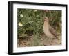 Male Common Quail (Coturnix Coturnix) Calling, Spain, May-Markus Varesvuo-Framed Photographic Print