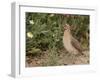 Male Common Quail (Coturnix Coturnix) Calling, Spain, May-Markus Varesvuo-Framed Photographic Print