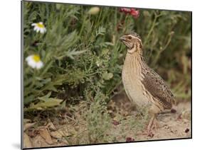 Male Common Quail (Coturnix Coturnix) Calling, Spain, May-Markus Varesvuo-Mounted Photographic Print