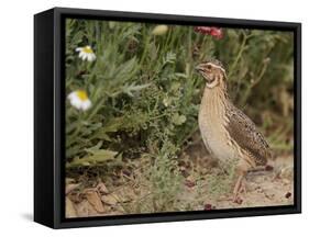 Male Common Quail (Coturnix Coturnix) Calling, Spain, May-Markus Varesvuo-Framed Stretched Canvas