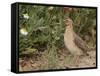 Male Common Quail (Coturnix Coturnix) Calling, Spain, May-Markus Varesvuo-Framed Stretched Canvas