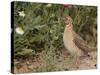 Male Common Quail (Coturnix Coturnix) Calling, Spain, May-Markus Varesvuo-Stretched Canvas