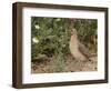 Male Common Quail (Coturnix Coturnix) Calling, Spain, May-Markus Varesvuo-Framed Photographic Print