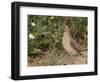 Male Common Quail (Coturnix Coturnix) Calling, Spain, May-Markus Varesvuo-Framed Photographic Print