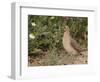 Male Common Quail (Coturnix Coturnix) Calling, Spain, May-Markus Varesvuo-Framed Photographic Print