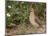 Male Common Quail (Coturnix Coturnix) Calling, Spain, May-Markus Varesvuo-Mounted Photographic Print